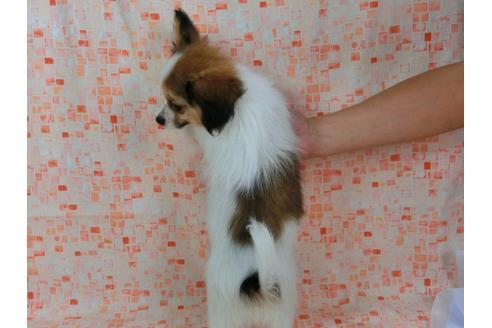 成約済の千葉県のパピヨン-54870の3枚目