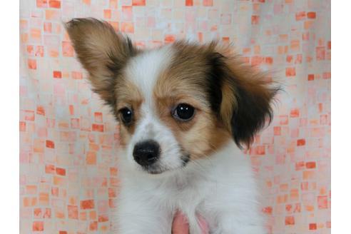 成約済の千葉県のパピヨン-54870の2枚目