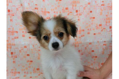 成約済の千葉県のパピヨン-54870の1枚目