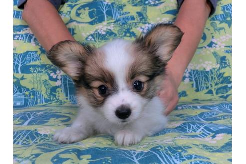 成約済の千葉県のパピヨン-56774の4枚目