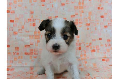 成約済の千葉県のパピヨン-56774の1枚目