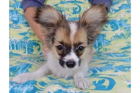 成約済の千葉県のパピヨン-54864の5枚目