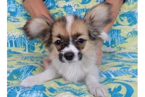 成約済の千葉県のパピヨン-54864の4枚目