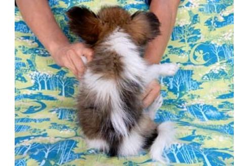 成約済の千葉県のパピヨン-54864の3枚目