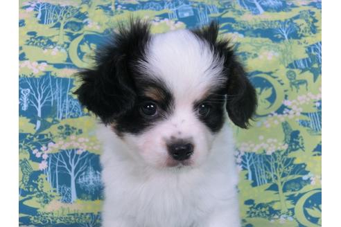 成約済の千葉県のパピヨン-57155の5枚目