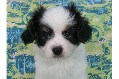 成約済の千葉県のパピヨン-57155の4枚目