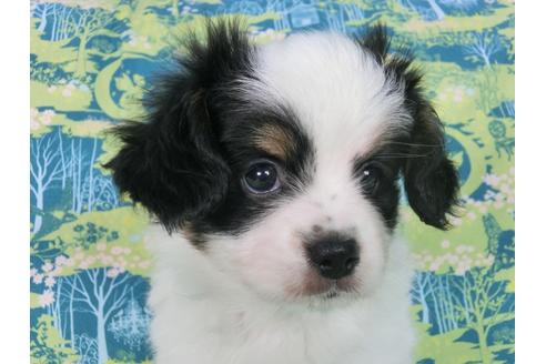 成約済の千葉県のパピヨン-57155の3枚目