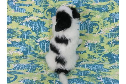 成約済の千葉県のパピヨン-57155の2枚目