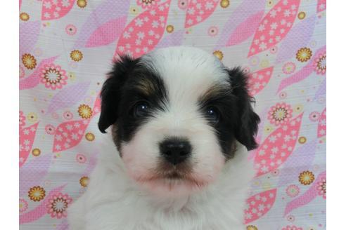 成約済の千葉県のパピヨン-57155の1枚目