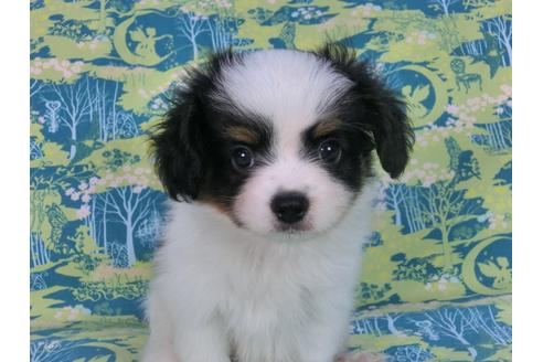 成約済の千葉県のパピヨン-58409の4枚目