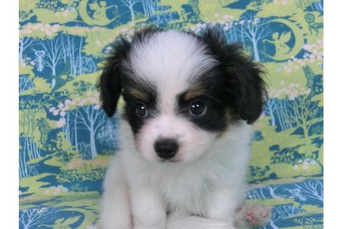 成約済の千葉県のパピヨン-58409の3枚目