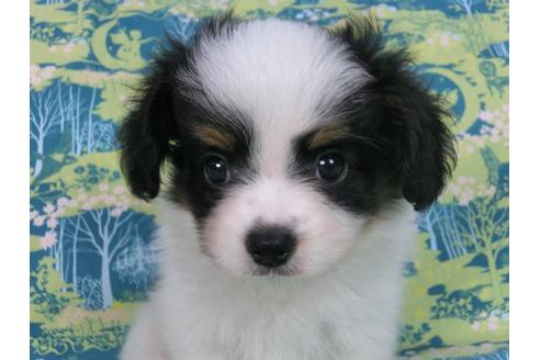 成約済の千葉県のパピヨン-58409の2枚目