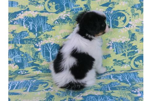 成約済の千葉県のパピヨン-58409の1枚目