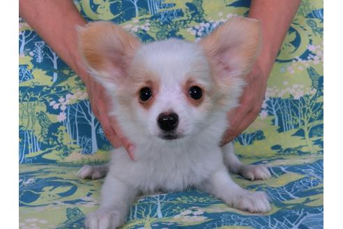 成約済の千葉県のパピヨン-56283の5枚目