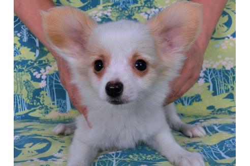 成約済の千葉県のパピヨン-56283の4枚目