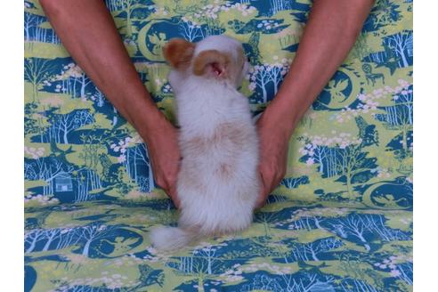 成約済の千葉県のパピヨン-56283の3枚目