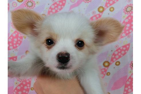 成約済の千葉県のパピヨン-56283の2枚目