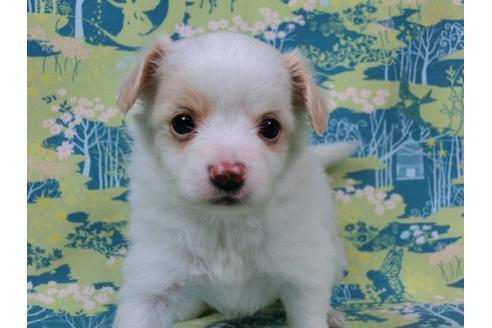 成約済の千葉県のパピヨン-56283の1枚目