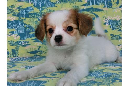 成約済の千葉県のパピヨン-56760の5枚目