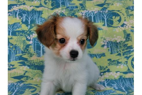 成約済の千葉県のパピヨン-56760の4枚目