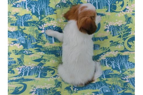 成約済の千葉県のパピヨン-56760の3枚目