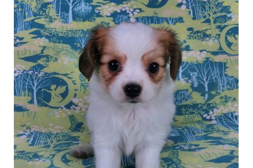 成約済の千葉県のパピヨン-56760の2枚目