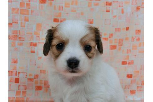 成約済の千葉県のパピヨン-56760の1枚目