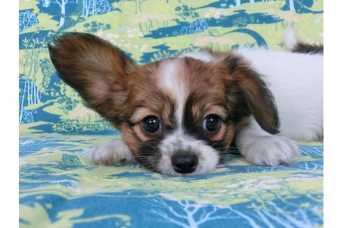 成約済の千葉県のパピヨン-56765の5枚目