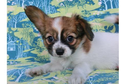 成約済の千葉県のパピヨン-56765の4枚目