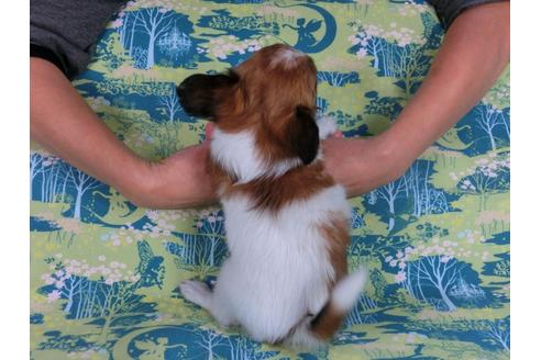 成約済の千葉県のパピヨン-56765の3枚目