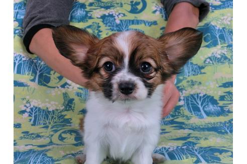 成約済の千葉県のパピヨン-56765の2枚目