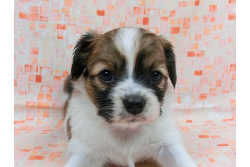 成約済の千葉県のパピヨン-56765の1枚目