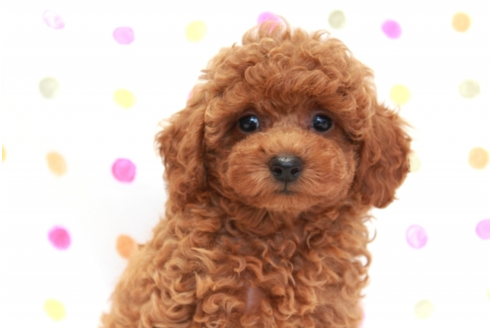 成約済の福岡県のトイプードル-58419の4枚目