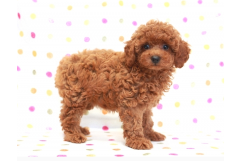 成約済の福岡県のトイプードル-58419の3枚目