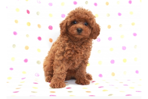 成約済の福岡県のトイプードル-58419の2枚目