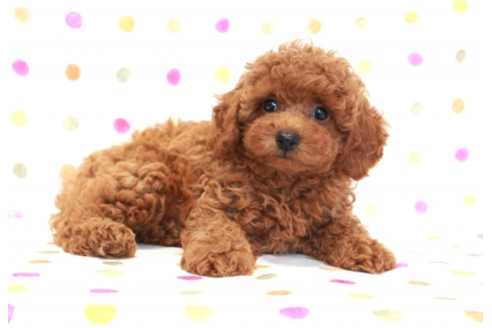 成約済の福岡県のトイプードル-58419の1枚目