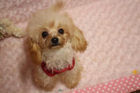 成約済の奈良県のトイプードル-52360の13枚目
