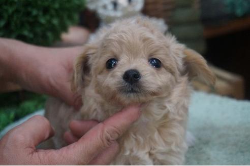 成約済の京都府のチワプー:チワワ×トイプードル-58491