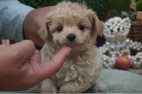 成約済の京都府のチワプー:チワワ×トイプードル-58491の3枚目