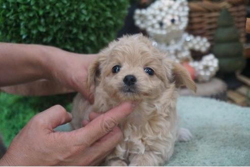 成約済の京都府のチワプー:チワワ×トイプードル-58491の2枚目