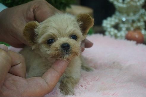 成約済の京都府のチワプー:チワワ×トイプードル-58492の1枚目