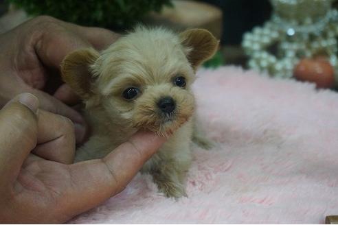 成約済の京都府のチワプー:チワワ×トイプードル-58492の3枚目