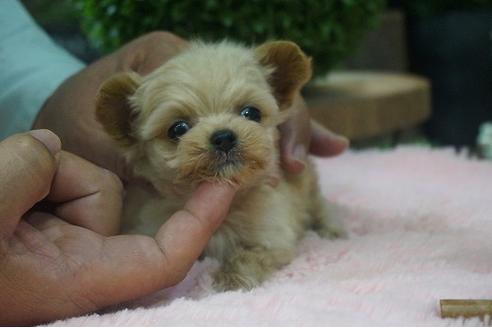 成約済の京都府のチワプー:チワワ×トイプードル-58492の2枚目