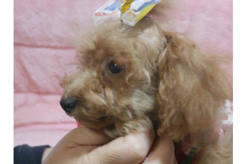 成約済の福島県のトイプードル-55714の2枚目