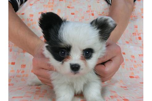 成約済の千葉県のパピヨン-58515の4枚目