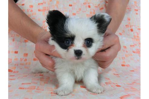 成約済の千葉県のパピヨン-58515の3枚目