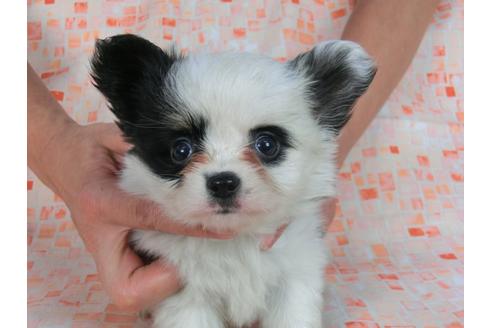 成約済の千葉県のパピヨン-58515の2枚目