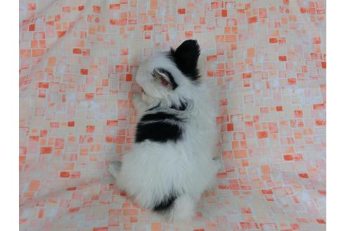 成約済の千葉県のパピヨン-58515の1枚目