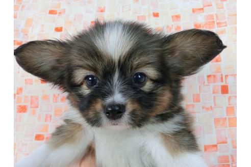 成約済の千葉県のパピヨン-58524の3枚目