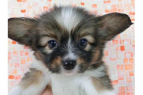 成約済の千葉県のパピヨン-58524の2枚目